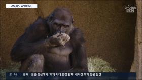 동물원 고릴라 코로나 양성…첫 영장류 감염, 