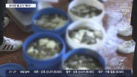 폭염에 뜨거워진 바닷물…경북 동해안 양식장 물고기 '떼죽음'