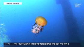 바닷속 여름 풍경 들여다보니…'난파선 어초'가 수중 비경