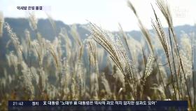 가을 햇살과 바람이 만든 절경…'축구장 100배' 억새 만발