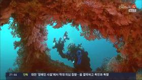 '바닷속 단풍 절정'…산호초 붉게 물든 해중공원의 가을 풍경