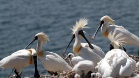 '멸종 위기 1급' 저어새의 새 보금자리…충남 무인도서 발견