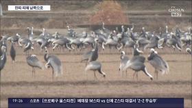 '철새도 춥다'…한파·폭설에 철원 재두루미 경남으로 '대이동'