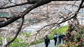 봄 기운 물씬…부산 벚꽃, 102년 만에 가장 빨랐다