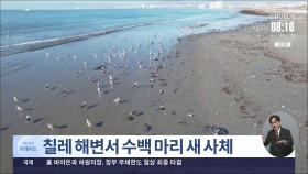 칠레 해변서 수백 마리 새 사체 발견