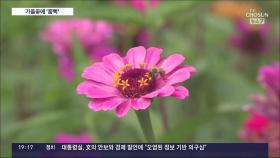 붉은 융단의 '상사화'…파란 하늘과 어우러진 꽃의 향연