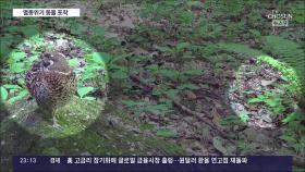 새끼 돌보는 들꿩·웅덩이 건너는 삵 가족…국립공원서 찍힌 동물들