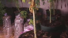 집 안에서 대마초 대량 재배한 30대 남성 구속 송치