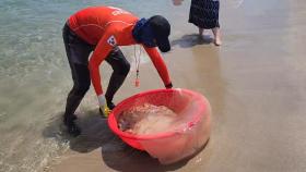 피서철 동해안 해수욕장 해파리로 '몸살'…쏘임 사고 500건 육박