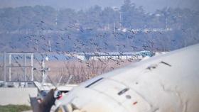 가창오리 수천 마리 공항 주변 날아…