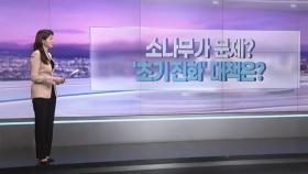 [따져보니] 소나무가 문제?…'초기 진화' 대책은