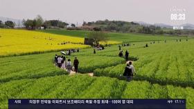 작물 수확하고 관광 수입까지…'1석2조' 경관 농업