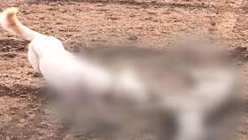 사냥개 풀고 특수 창으로 찌르고…노루·오소리 등 야생동물 160여 마리 불법 포획