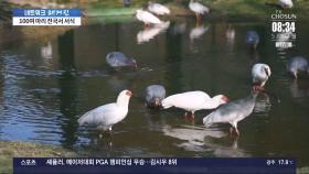 따오기 증식 복원 18년…전국서 서식 확인