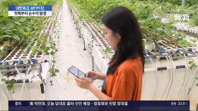 스마트팜에 뛰어든 청년 농부들…높은 수익에 '활짝'