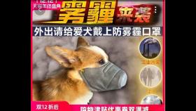 '짙은 미세먼지에 질린 중국' 강아지 전용 마스크까지 등장