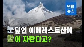 [이슈 컷] 에베레스트산에 풀이 자란다고?…지구온난화 우려 확산
