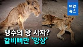 [영상] 뼈만 앙상하게 남아…죽어가는 수단 동물원 사자들