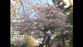 부산 남천동 벚꽃 오늘 만개…평년보다 4일 빨라