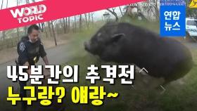 [영상] 날쌘돌이를 잡아라!…45분간 경찰관 골탕먹인 새끼돼지