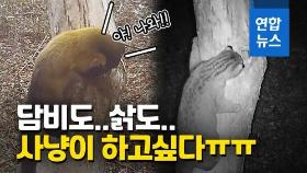 [영상] 멸종위기 동물들 한자리에?…담비·삵, 하늘다람쥐 사냥 현장