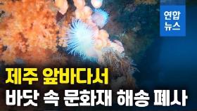 [영상] 말미잘 때문?…바닷속 문화재 '해송' 폐사 비상