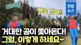 [영상] 이탈리아 소년, 거대한 불곰 만나고도 무사귀환…비밀은 침착함