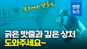 [영상] 고래상어를 구해주세요…굵은 밧줄에 꼬리 감겨 깊은 상처