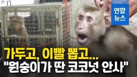 [영상] '원숭이가 딴 코코넛 안 삽니다'…이빨 뽑힌 원숭이들의 저주?