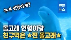 [영상] 돌고래 수족관에 똑같이 생긴 인형을 들고 갔더니?