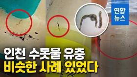 [영상] 인천 수돗물 유충은 깔다구류…전문가 