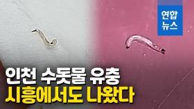 [영상] 인천 수돗물 사태 확산…시흥서도 유충 발견 신고