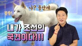 [연통TV] '호랑이도 잡는다'는 북한 토종 국견 풍산개