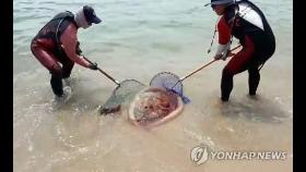 불청객 독성 해파리 출몰에 해수욕장 '비상'…쏘임 사고 잇따라