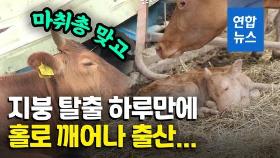 [영상] 지붕 위의 사투…마취총 맞고 구조된 암소 하루만에 출산