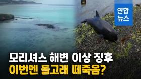 [영상] 모리셔스 돌고래 떼죽음…'일본선박 기름유출' 때문?