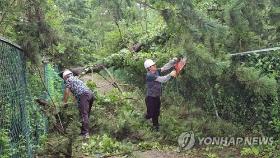 태풍 '바비'에 충남서 나무 쓰러지고 정전…양식장 치어도 폐사(종합2보)