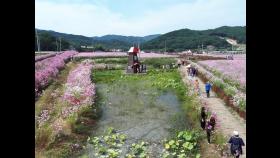 하동군, 북천코스모스·메밀꽃 축제 취소…