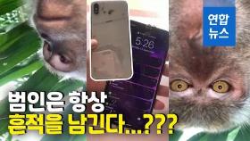 [영상] 사라진 휴대전화에 절도범의 흔적?…원숭이 셀카·영상 수두룩