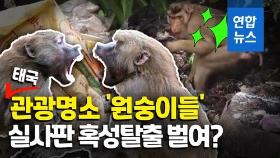 [영상] 코로나19로 관광객 끊긴 태국 마을서 원숭이들 먹이 다툼