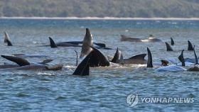 호주 해안 고래 90마리 모래톱에 갇혀 떼죽음