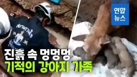 [영상] 진흙더미에서 멍멍멍…강아지 가족 기적의 구출작전