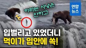 [영상] 게으른 곰이 먹이 잡는 방법?…사냥에 실패한 곰의 잔머리 화제