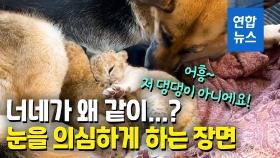 [영상] 버려진 사자 새끼 돌보는 기특한 개…'사자 엄마 됐어요'