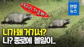 [영상] 종로에 나타난 너구리…가로등 불빛 아래 어슬렁 어슬렁