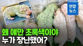 [영상] 색칠한 거니 뭐니…이탈리아 초록색 강아지 화제