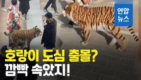 [영상] 중국 거리에 호랑이가 어슬렁? 알고보니…