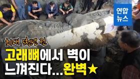 [영상] 12m 길이 '상태 완벽'…태국서 최대 5천년 전 추정 고래뼈 발견