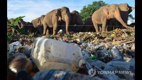 쓰레기장 뒤지는 스리랑카 코끼리떼…도랑·철조망으로 저지