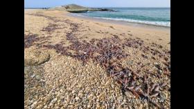 강원 고성 해변 뒤덮은 죽은 매오징어…원인은?